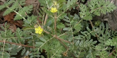 Bạch tật lê – vị thuốc “Bổ dương” đến tiềm năng chống ung thư gan