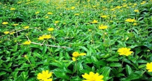 Sài đất ba thuỳ – từ cỏ dại bờ ruộng đến phòng thí nghiệm ung thư máu