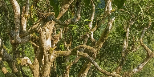 Trà Shan tuyết Tả Phìn Hồ – EGCG – EGGG – ME và tiềm năng chống tế bào gốc ung thư (CSC)